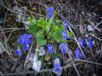 Ansammlung von Waldveilchen